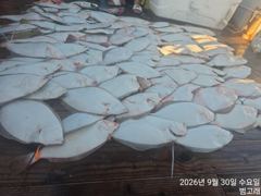 9월30일,"대광어"날마다 대박조황~~손맛 쥑이는 참돔,우럭등~실시간~ 군산낚시프라자 범고래호 등록일 : 2026-10-01