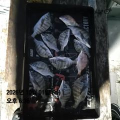 [거제] 거제외포감성돔흘림~