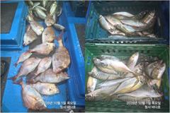 [부산] 대박 참돔,돌돔,부시리, 왕전갱이 바글바글 조황,