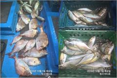 대박 참돔,돌돔,왕전갱이 바를바글 조황,