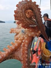 가을 문어씨알이조습니다