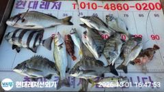 [통영] 통영현대레저)감성돔입 4짜외조황