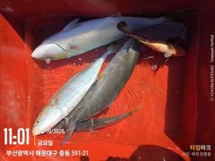 청사포 생활낚시 부시리 조황입니다