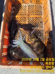 [동해,삼척] 묵호항 무늬오징어