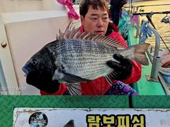 1   [거제] 《어초여밭 감성돔흘림》48cm43cm41cm외 뺀지.참돔등 1