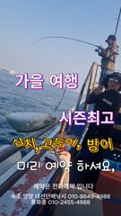 삼치 방어 고등어 1타쌍피 막잡아 최고 조황 구경하시고 급(내일 4자리) 빠른연락 주세요,서울 수도권에서 제일 가까운 동해바다 속초 양양 대선단배낚시