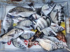 10.02 [남해] 일번지 노도 조황입니다
