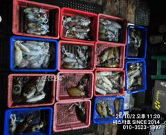[경주] 씨스타호 2일 무늬 상황 원 투 퍽퍽~~
