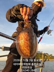 대호피싱10월3일 쭈꾸미 실시간 소식 전합니다 쭈꾸미 잡느뉘ㅣ 갑오징어가 왜케 덤벼!