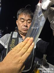 [진해] 와우~3일새벽,내만칼치용기리들 잔치잔치~미친씨알퍼담아,월,화,수…