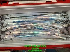 [여수 마린피싱] 요녀석 널기다렸다(가오리 아니고 갈치!!) 골고루섞였다.짜릿한 손맛도 보았어요!!010-6683-4490