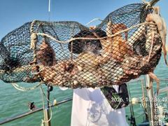 [진해] 2일세진호/돌문어2kg.마릿수많이잡고~월.가능~