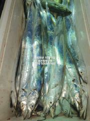[마산] 내만갈치)사이즈 승부~올만에 먼곳으로 갈치찾아 산말리~