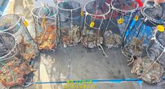 (문어)두 자릿수 기본 콩콩 액션 K급까지~고고써니호(4일 예약)