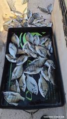 진동 피싱 투어 어제 조항40여수