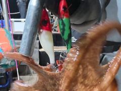 [마산] 돌문어주,야간21수20수마릿수굿/내만갈치3지급쿨러만~당