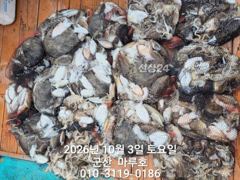 ★★ 10/3 {군산 대일피싱} 마루호 갑오징어 조황입니다