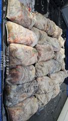 [루시호] 10/3 군산문어 사이좋고 망탱이 조황 양호 하네요
