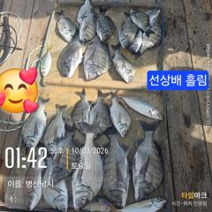 [고성] 병산 감성돔38외 마리수 선상배&선외기흘림조황~~