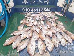 야미도후크스타호 10/3(토) 참돔 조황