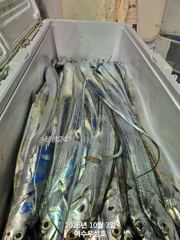 [여수,광양] 10월3일입항 대갈치 조황소식 입니다