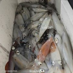 [진해] 급) 5일 월요일 텐빈.한치 출조~서둘러요.예약가능합니다