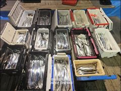 29분전 [통영] 10/3(토) 갈치(텐빈,텐야,메탈) 4지~3지~ 화,수,목요일 출항 합니다~