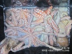 "돌문어" 1100g1000g외KKKK들 엄청나고 개인15수14수12수외 3자릿수 팍~팍~