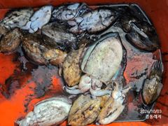 [통영] 경동레저(신광) 선외기낚시 흘림찌낚시 감성돔 무늬 갑이 뻰찌 조…