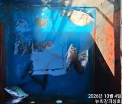 [통영] 4짜외 마릿수 손맛 중!!! 내일 널널합니다.