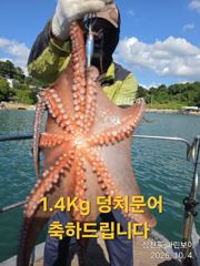 삼천포 마린보이 10. 4. 덩치문어 싸이즈 마릿수 풍성하게 뜯고 왔습니다.