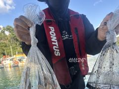 [사천] 다음주 쭈꾸미 출조합니다 화요일부터 자리여유 많습니다