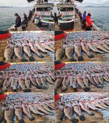 ♥붉바리조황 이정도는 잡아봐야지요대박 조황입니다[2026년10월04일] ◎ 해마루호가 뜨는이유? 조황때문이죠 ◎ 핵심포인트: 바로진입.. 바로히트.. ◎ 차원이 다른 조황으로 모십니다 ▣ 요즘 붉바리낚시가 대세입니다