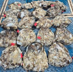 <크라운호> 쭈+갑 종일 마무리 굿~조황(4일)-즐낚하고 입항했습니다