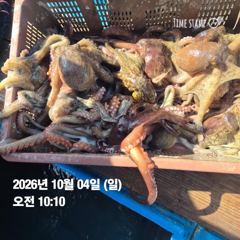 사천 명덕호 쭈거미 돌문어 예약가능항