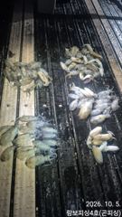[거제] 《 내만무늬팁런 》5분조황 씨알 마리수 굿 5일 정상출조