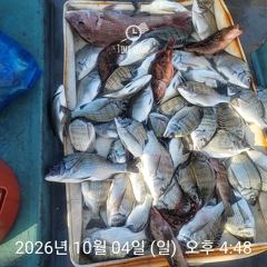 4일자 감성돔 찌낚시 마릿수 조황입니다.
