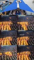 261002 녹동제니스2호 붉바리대박조황