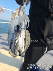 쭈! 실시간~~돌문어 물때가 다가 옵니다~~