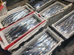 (왕갈치)늦은 피딩에 연장 줄줄이 줄태우기~동양호(6일 예약)