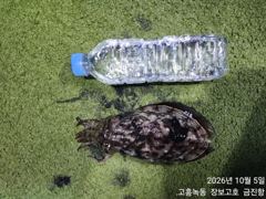 고흥장보고호 선상낚시 조황