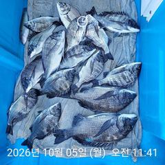 삼천포 내만권 감성돔