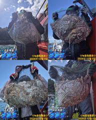 <고흥녹동> 청룡호 5일 14분 돌문어 초대박조황!소식!