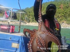 "돌문어"어제도1500g1200g1100g외 덩치들과 15수14수12수외 3자릿수 팍~팍~(내일예약가능)
