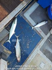 [경주] 또 전쟁이군요ㅡ6일 화욜 아침 삼치, 방어들의 습격!