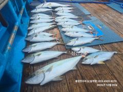 어제자 방어 지깅: 내 팔을 바꾼 방어의 묵직한 손맛
