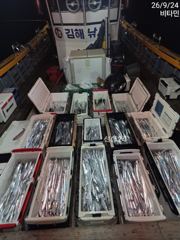 1호 먼바다갈치(외줄) ~2호 갈치텐빈&한치 수,목,금, 토,일~ 예약가능