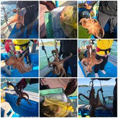 삼천포 제일호 돌문어 조황!!