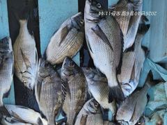 [마산] 진동 피싱스타 가을감성돔 어제 .오늘 대박 퍽~퍽 조황 ~!!…