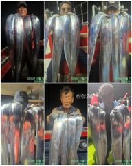 [여수,광양] 여수강프로피싱 *살아나는 갈치조황*